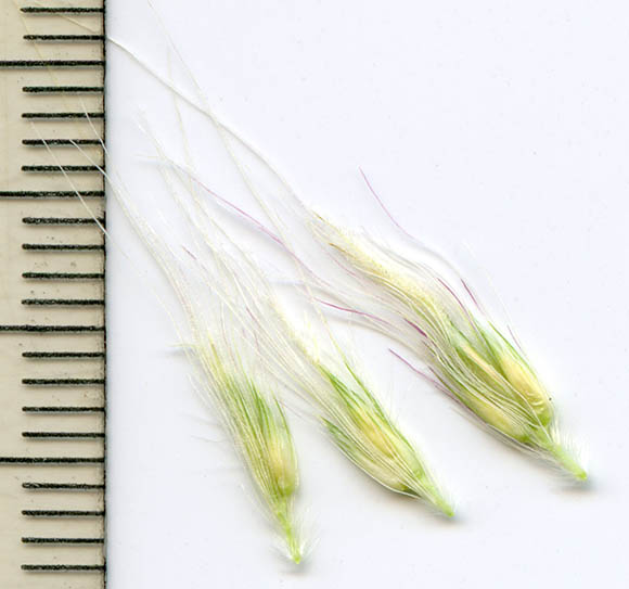  Cenchrus setaceus